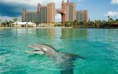Туры в отель Atlantis Paradise Island Resort - Royal Tower