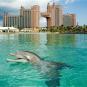 Туры в отель Atlantis Paradise Island Resort - Royal Tower, оператор Anex Tour
