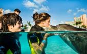 Туры в отель Atlantis Resort Paradise - The Cove Atlantis