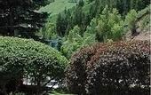 Туры в отель St Moritz Lodge and Condominiums