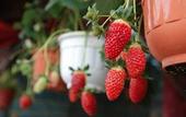 Туры в отель Strawberry Park Resort