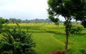 Туры в отель The Ubud Village Resort & Spa