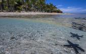 Туры в отель Treasure Island Resort