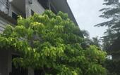Туры в отель Baan Suan Fon Hotel