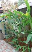 Туры в отель Baan Sukreep Resort