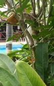 Туры в отель Baan Sukreep Resort