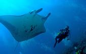 Туры в отель Bandos Maldives