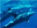 Туры в Zanzibar Dolphin View Paradise Resort & Spa