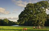 Туры в отель Castlemartyr Resort Hotel