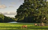 Туры в отель Castlemartyr Resort Hotel