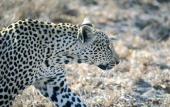 Туры в отель Etosha Safari Lodge