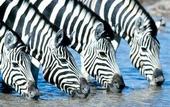 Туры в отель Etosha Safari Lodge