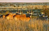Туры в отель Kalahari Anib Lodge
