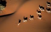 Туры в отель Kalahari Anib Lodge