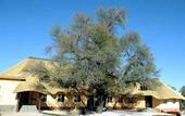 Туры в отель Hammerstein Lodge & Camp