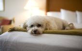 Туры в отель Best Western Tuscan Inn at Fisherman`s Wharf