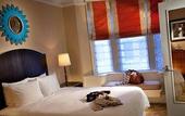 Туры в отель Algonquin Hotel