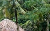 Туры в отель Paradise Taveuni