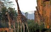 Туры в отель Giraffe Manor