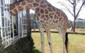 Туры в отель Giraffe Manor