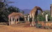 Туры в отель Giraffe Manor
