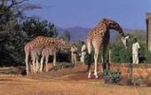 Туры в отель Giraffe Manor