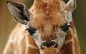 Туры в отель Giraffe Manor