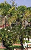Туры в отель All Seasons Oasis Alice Springs