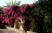 Туры в отель Villa Petra Apartments
