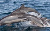 Туры в отель Dolphin Beach Resort