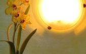 Туры в отель Hotel Desiree