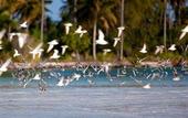 Туры в отель Kono Kono Beach Villas