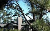 Туры в отель Cambria Pines Lodge