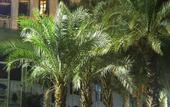 Туры в отель Caesar Premier Tiberias Hotel