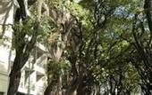 Туры в отель Esplendor Palermo Soho