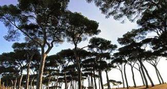 Pinewood Hotel Rome 4*