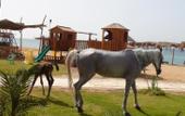 Туры в отель Sayadeen Village Red Sea Riviera