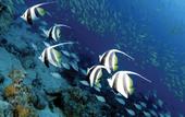 Туры в отель Acquario Self Catering Apartment