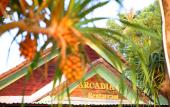 Туры в отель Arcadia Phu Quoc Resort