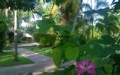Туры в отель Carnoustie Ayurveda & Wellness Resort