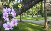 Туры в отель Carnoustie Ayurveda & Wellness Resort