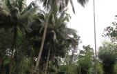 Туры в отель Plantation Villa