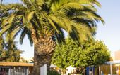 Туры в отель Caribbean World Hammamet Beach