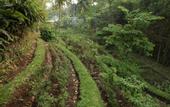 Туры в отель The Samaya Ubud - Bali
