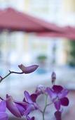 Туры в отель Lam Ha Eco Lodge
