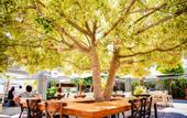 Туры в отель Costa Farilya Special Class Hotel Bodrum