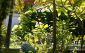 Туры в отель Lotusland Resort