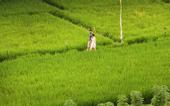 Туры в отель Plataran Ubud Hotel & Spa