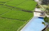 Туры в отель Plataran Ubud Hotel & Spa
