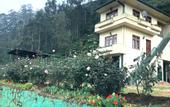 Туры в отель Tea Bush Hotel